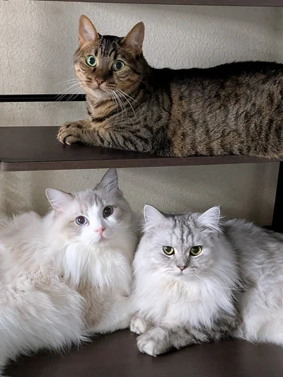 目線バッチリなかわいい猫集会の様子▶ぴっとり…（⇒次へ）