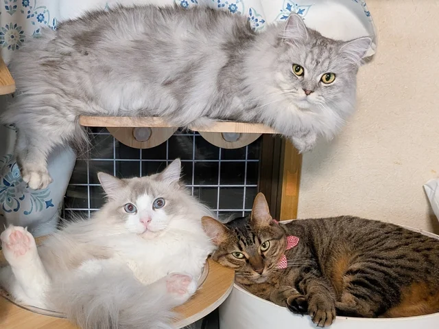 「フリースタイルがいとおしい…」三者三様なくつろぎかたの猫たちに3.3万いいね