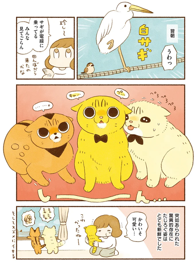『しまねこ3姉妹と暮らしています 深まるきずな編』より