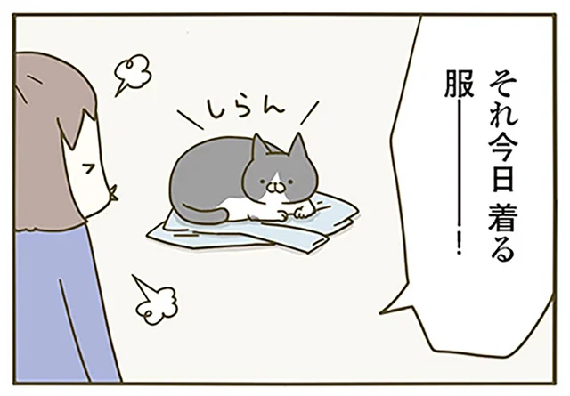 ああっ、交渉失敗！ 今日着る服の上に乗る猫をなんとかしたかったのにダメでした
