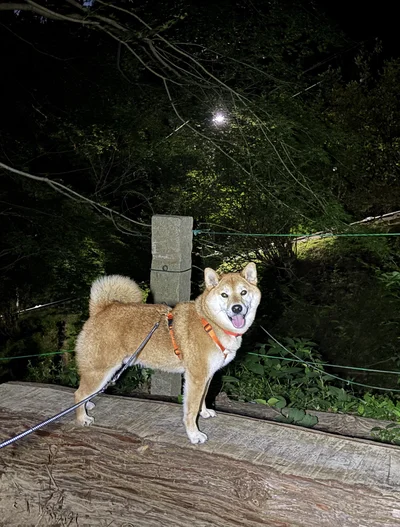 最初は元気いっぱいだったようです（開始10分）▶山の上では（⇒次へ）