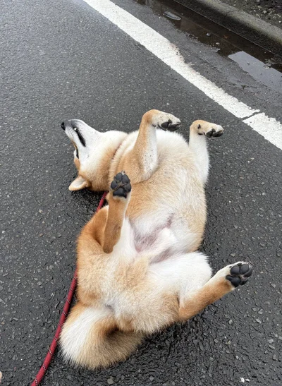 雨の日でも関係なく発動します！このあと、飼い主さんが抱えて帰ったそうです……（⇒次の画像からはキュートな柴犬を描いたコミックエッセイ『しばんばん２』が読めます！）