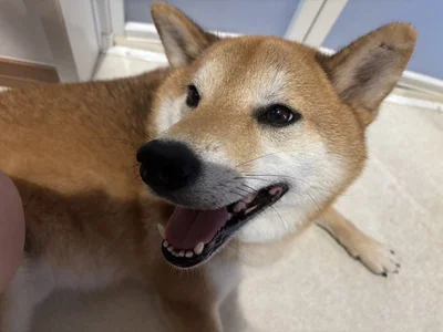 「支度の手を止めて撫でなしゃいっ」となでなでを要求▶飼い主さんがソフトクリームを食べていると（⇒次へ）
