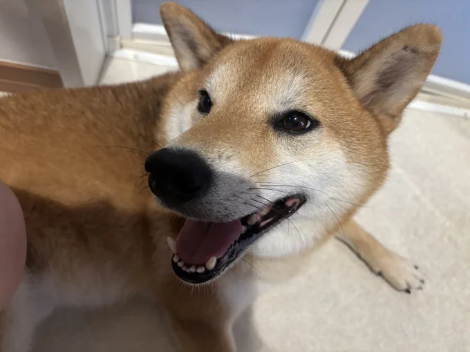 「支度の手を止めて撫でなしゃいっ」となでなでを要求▶飼い主さんがソフトクリームを食べていると（⇒次へ）
