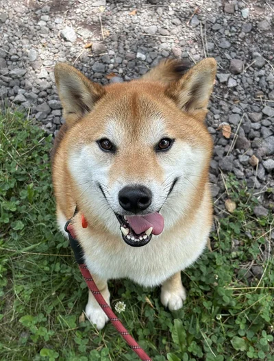 「僕にもちょっとちょーだい！！」と見つめてきます▶そして嫌なときは（⇒次へ）