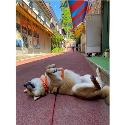 「朝早くからで眠かったよねぇ」と飼い主さん。同じ青い空を眺めて付き合ったそうです▶でも、山は好きなようで（⇒次へ）