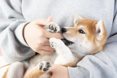 散歩後の愛犬の姿に飼い主もびっくり！