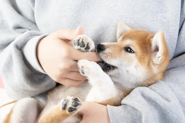 どう見ても足を拭いてもらう態度じゃない！　散歩終わりのワンちゃんの姿が2.1万いいねを獲得！
