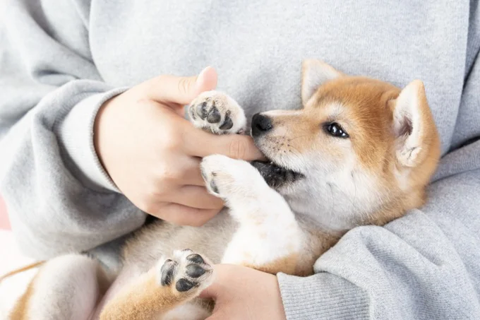 散歩後の愛犬の姿に飼い主もびっくり!