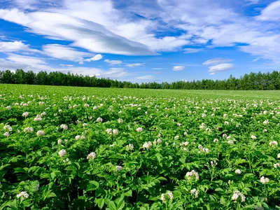 広大な北海道のじゃがいも畑。夏に花が咲きます