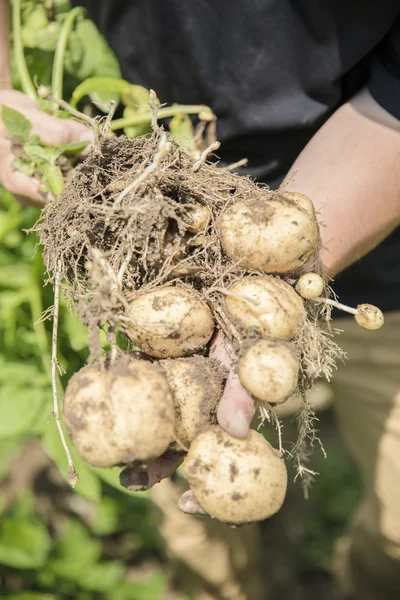 こんな風にとれるんです