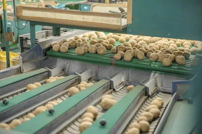 北海道のじゃがいもの選別風景