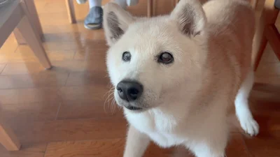 見つめるあいちゃん▶仲良しの2匹（⇒次へ）