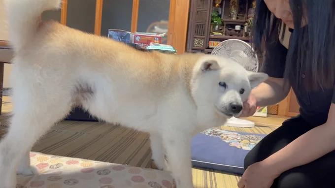 お母さんが帰ってきてうれしいあいちゃん▶思い切り甘えるあいちゃん（⇒次へ）