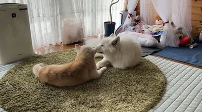 お顔を寄せ合う二匹▶やっぱり1歳のあいすちゃんが甘えん坊（⇒次へ）