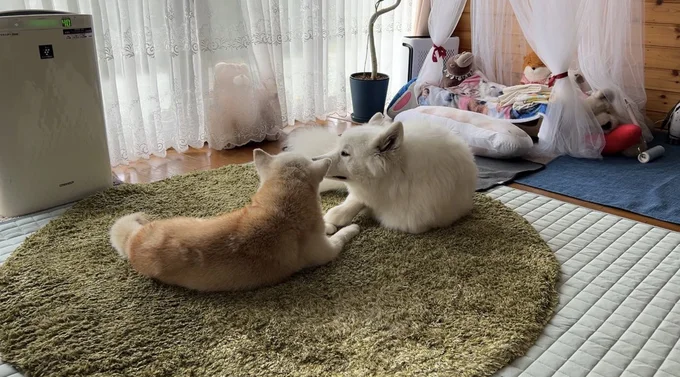 お顔を寄せ合う二匹▶やっぱり1歳のあいすちゃんが甘えん坊（⇒次へ）