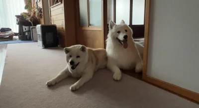1年かけて縮めた距離です▶お母さんが大好きなあいちゃん（⇒次へ）