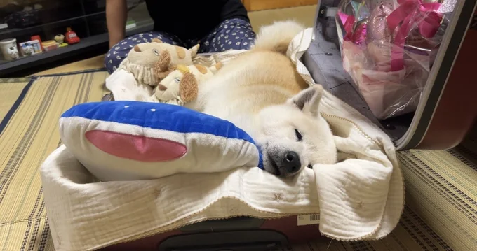 スーツケースで眠ることにしたあいちゃん▶お母さんと離れるのは寂しい…(⇒次へ)