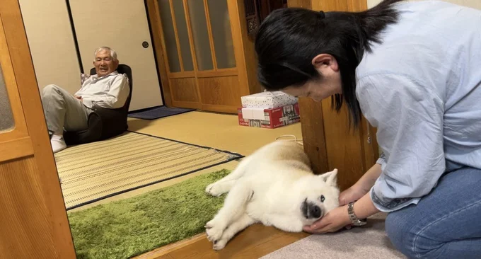 お母さんが帰ってきて思う存分甘えるあいちゃん▶たっぷりなでてもらっています（⇒次へ）