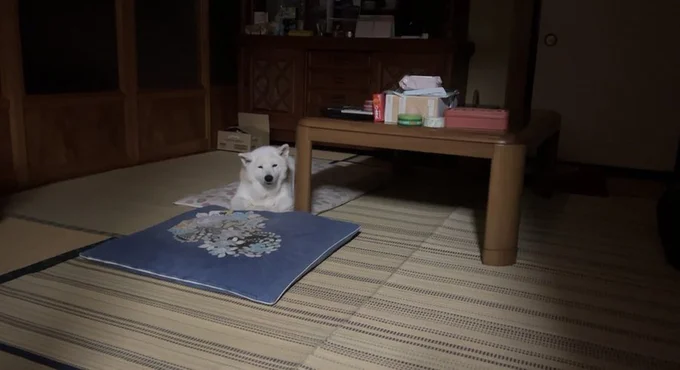 寂しさがにじみ出ています▶待ち望んだお母さんが帰ってきた!(⇒次へ)