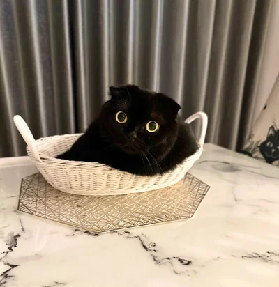かごの中がお気に入り！ 今やすっかり猫専用のかごになっているそうです▶ぐでっと一息つくぷりもちゃんも（⇒次へ）