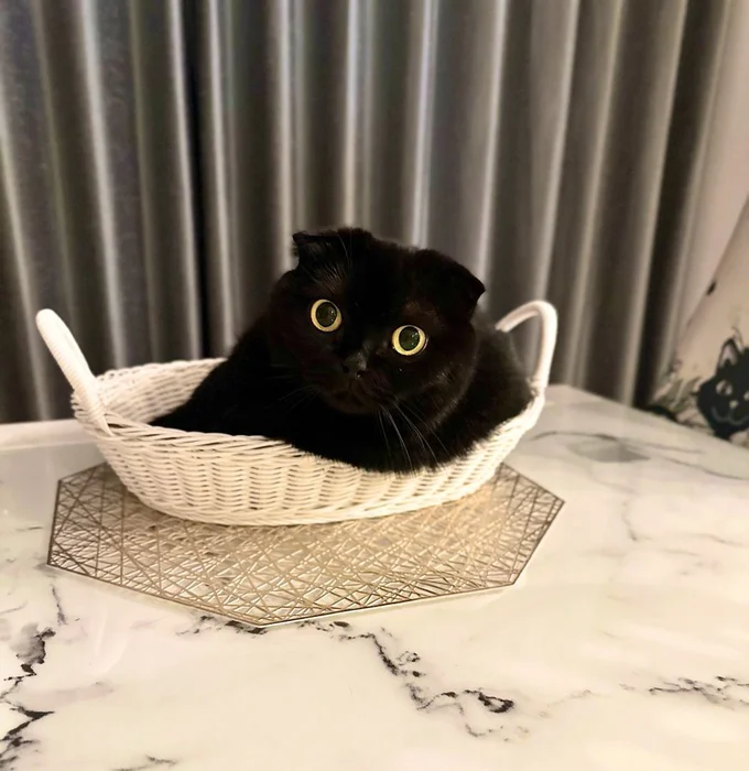 かごの中がお気に入り！ 今やすっかり猫専用のかごになっているそうです▶ぐでっと一息つくぷりもちゃんも（⇒次へ）