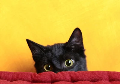 猫ちゃんが隠れるのは狭い場所だけじゃないんです