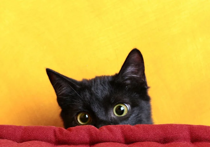 猫ちゃんが隠れるのは狭い場所だけじゃないんです