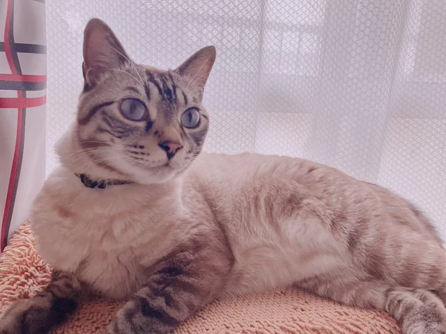 雷が怖い猫ちゃんが入ったのはまさかの…！クスッと笑える隠れ場所に8.5万いいね