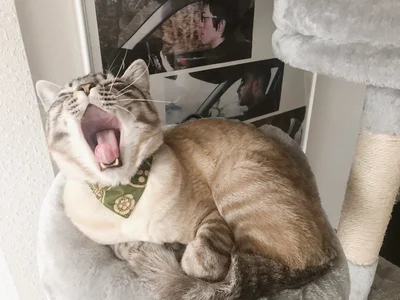 あくびもかわいい！▶（次画像から漫画家のキュルZさんが個性の強い愛猫との暮らしを描く『夜は猫といっしょ6』が読めます）