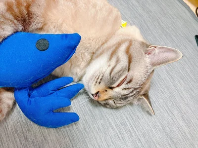 エビがお気に入り♪▶カメラ目線で…（⇒次へ）