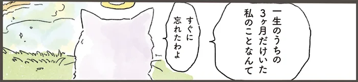 一緒に暮らしたのは3ヶ月のみ。亡くなった猫が想い続ける、飼い主との記憶