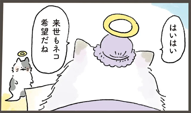 ネコは来世もネコ希望？天国にある「ネコ生まれ変わり課」とは