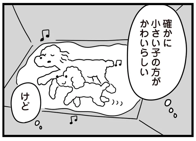 トイプードルをお迎えする日。不登校少女が選んだのは、運命的に出会った規格外の子