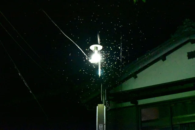 街灯や自動販売機の灯かりにも！夜に虫が光に集まるわけ