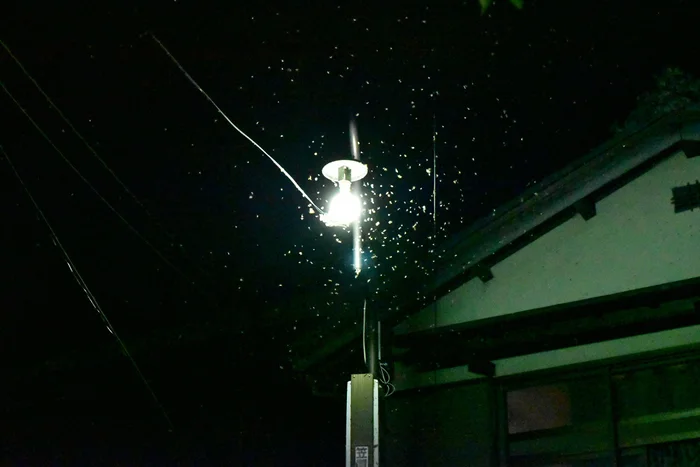 街灯や自動販売機の灯かりにも！夜に虫が光に集まるわけ／人類なら知っておきたい 地球の雑学（37）