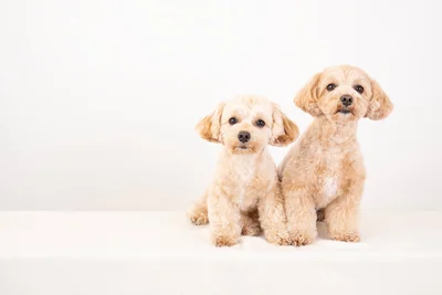 紫外線まで見えている!?動物によって見えている色が違う理由