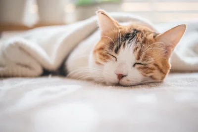 3000～3万匹に1匹しかいない⁉ オスの三毛猫が珍しい理由