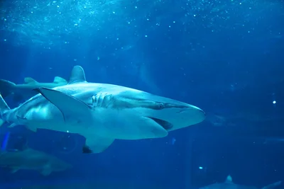 「世界一のろまなサメ」が長寿の脊椎動物である理由