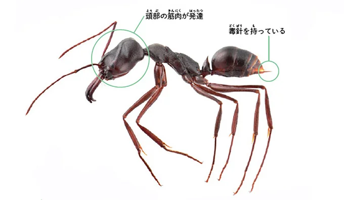 大きなあごと発達した頭部の筋肉