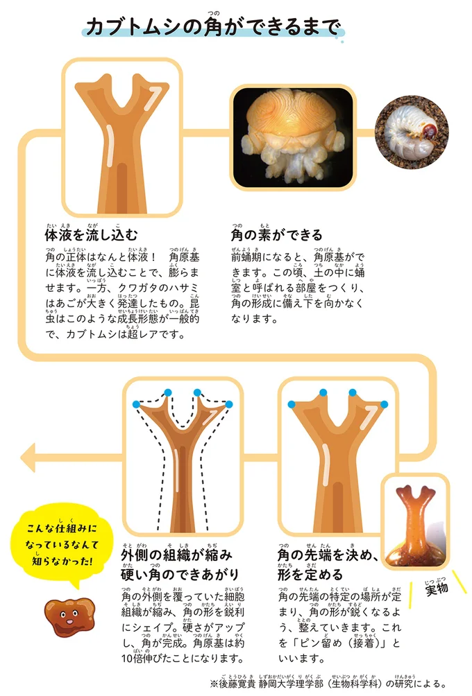 カブトムシの角はまるで「風船」？ 