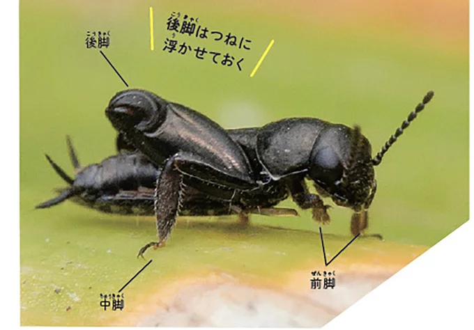 後脚はジャンプ専用。だからすばやく跳べる!