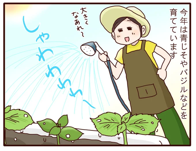 青じそやバジルなどを育てています