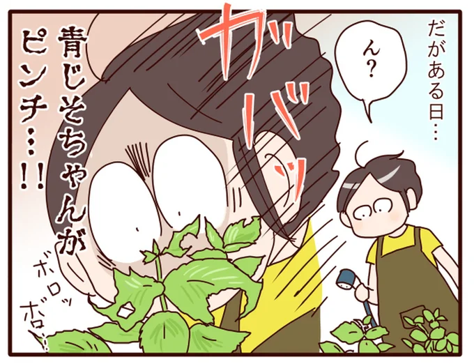 青じそちゃんがピンチ…！！