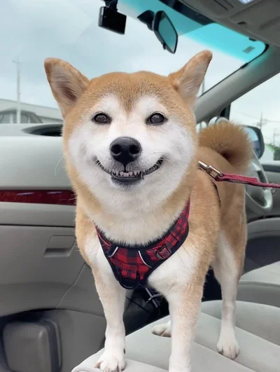 一睡もせずドライブを楽しめた犬が勝ち誇ってる▶無言の圧（⇒次へ）