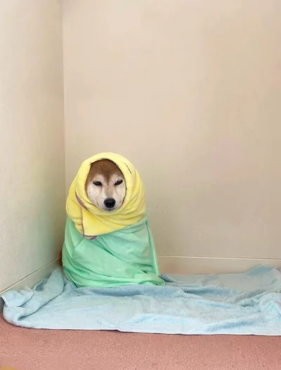 丸洗いされたももちゃんの虚無感あふれる表情…▶静かなる訴え…（⇒次へ）