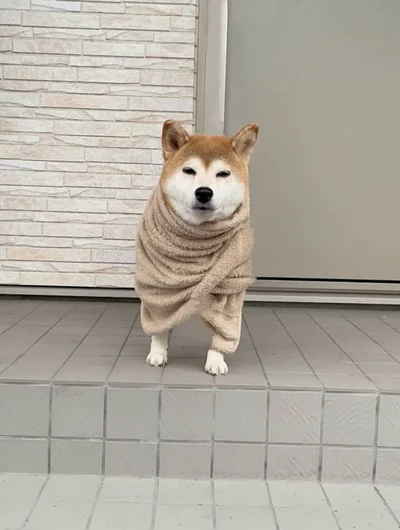 小雨に降られて帰宅したももちゃんのさすらい感…▶あとちょっとだったのに（⇒次へ）