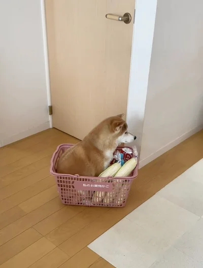 貰った記憶ない柴犬のおまけ入ってた…▶勝ち誇った表情（⇒次へ）