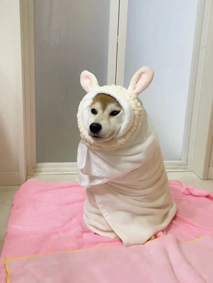 大雨の散歩後、いい感じに｢ととのう｣ももちゃん▶頑張ったのに…（⇒次へ）