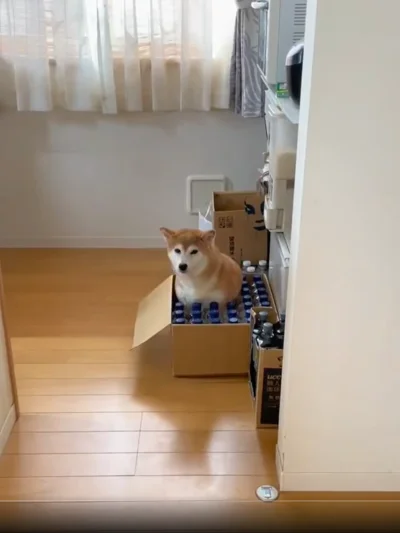 引っこ抜いたはずの犬、また生えてる…▶貰った記憶ないのに…（⇒次へ）